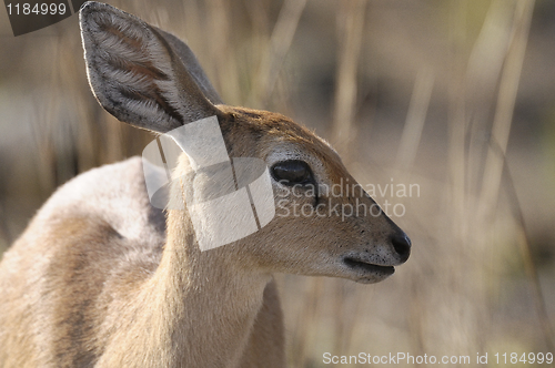 Image of Impala