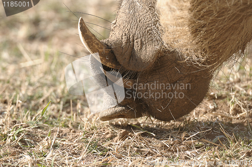 Image of Warthog teeth