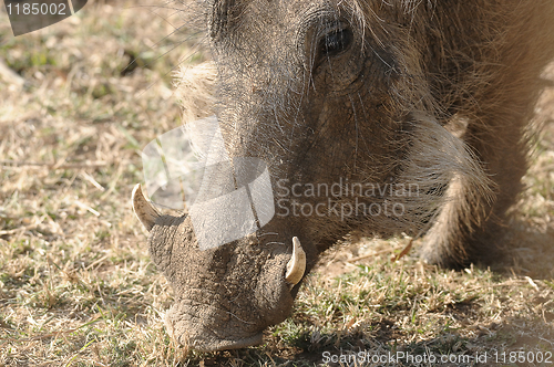 Image of Warthog