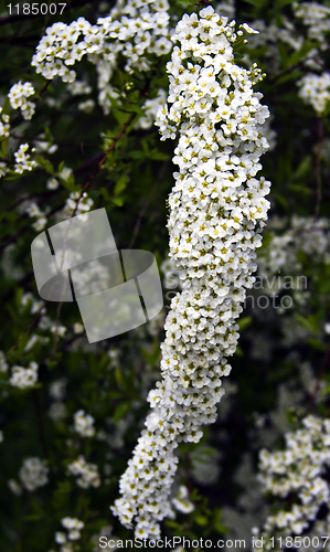 Image of white flowers