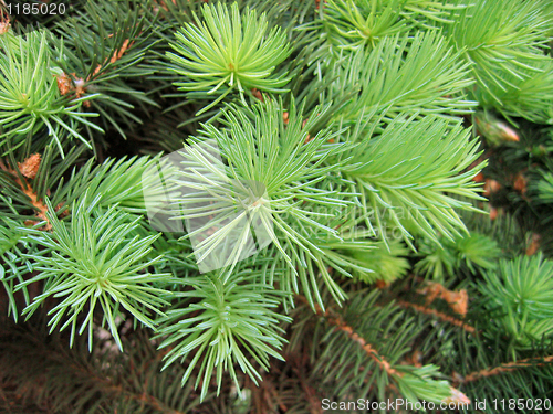 Image of pine branches with young runaways