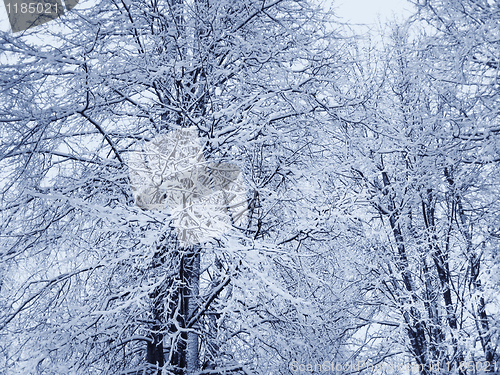 Image of winter trees