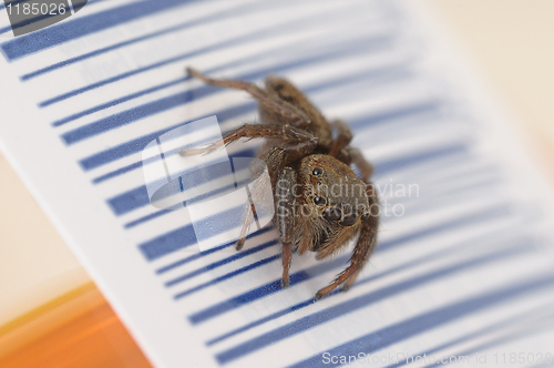 Image of Spider