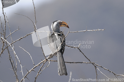 Image of Hornbill