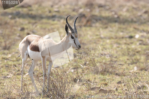 Image of Springbok