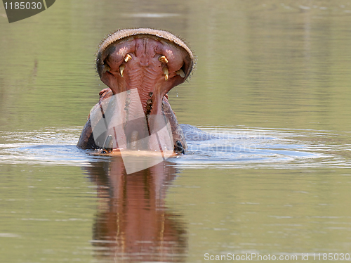 Image of Hippo