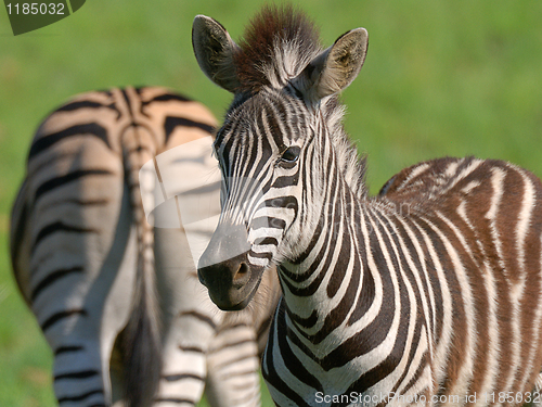 Image of Zebra