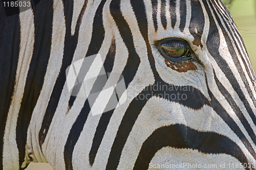 Image of Zebra