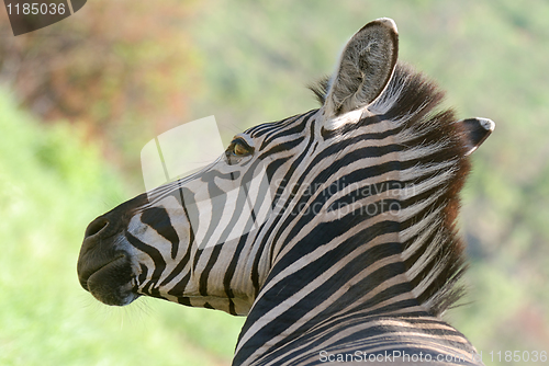 Image of Zebra