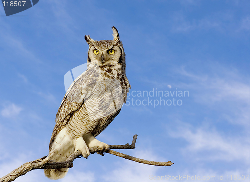 Image of Great horned owl