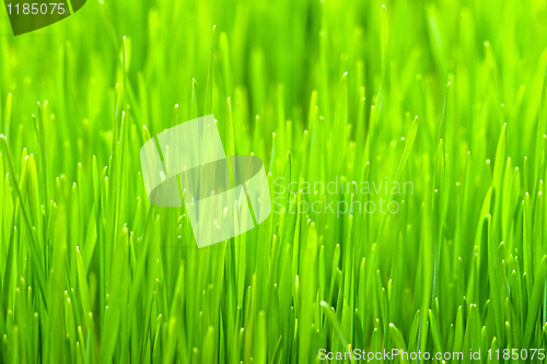 Image of Wheatgrass