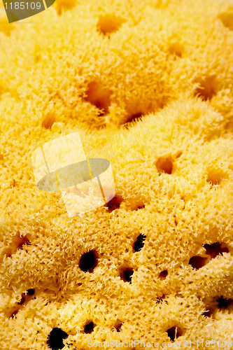 Image of Sponge