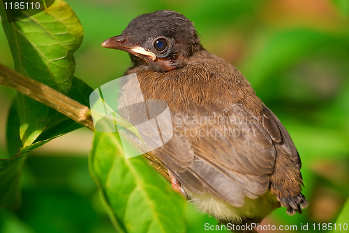 Image of Baby bird