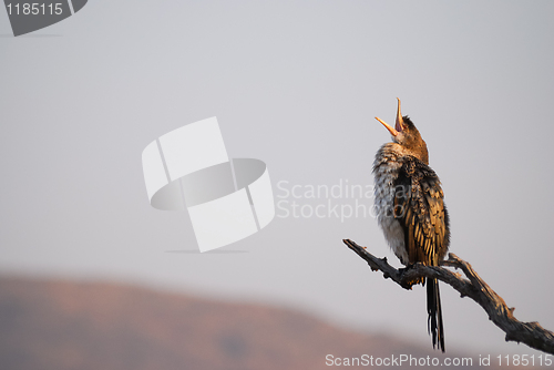 Image of Cormorant