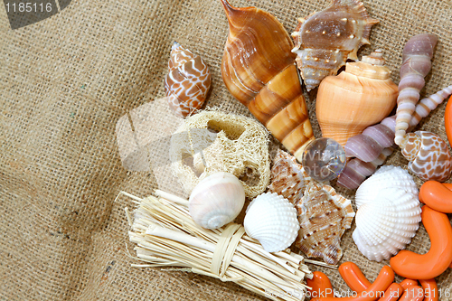 Image of Sea shells