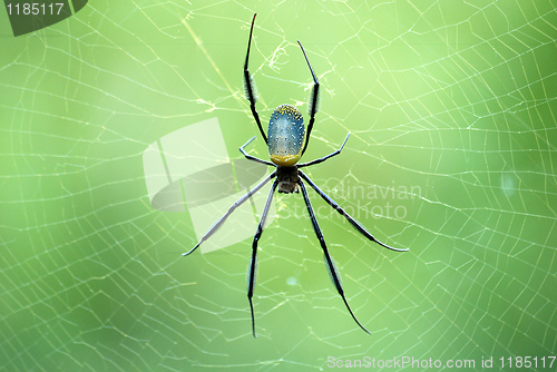 Image of Spider