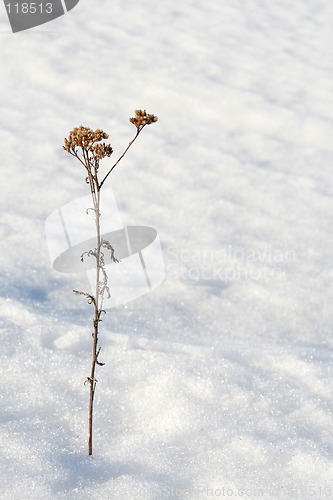 Image of Lonely on the snow