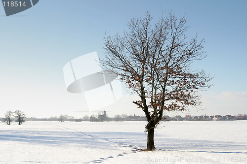 Image of Winter tree