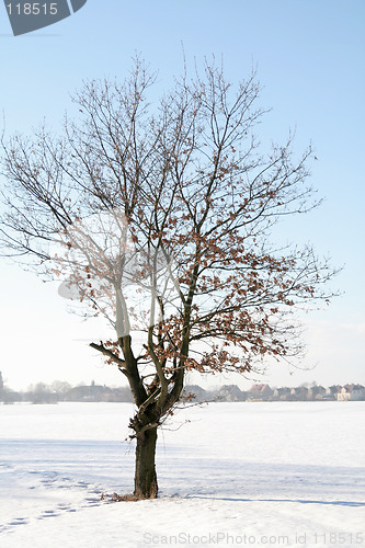 Image of Lonely tree