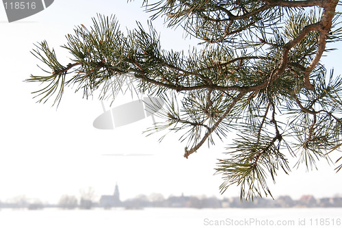 Image of Pine branch