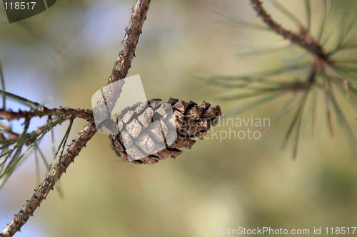 Image of Pine cone