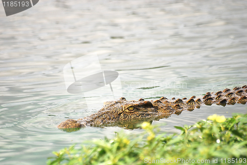 Image of Crocodile