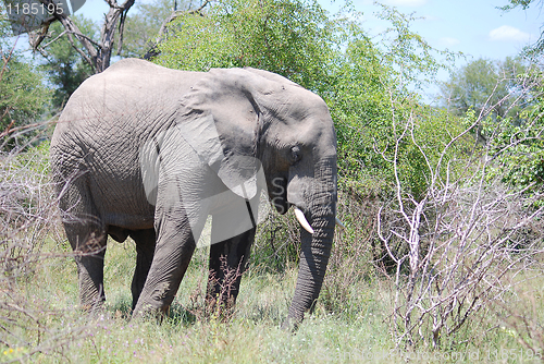 Image of Elephant