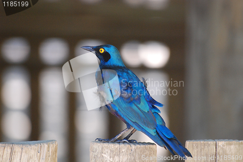 Image of Cape glossy starling