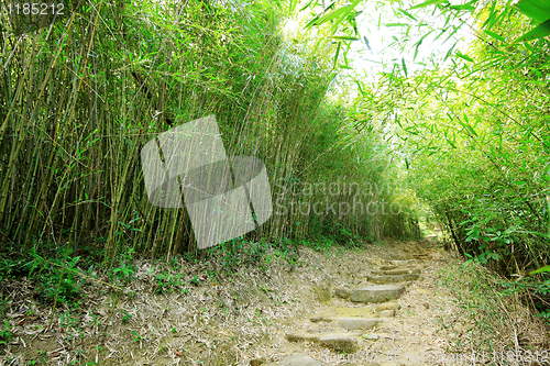 Image of Green Bamboo Forest -- a path leads through a lush bamboo forest