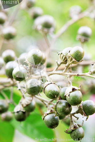 Image of growing green fruits