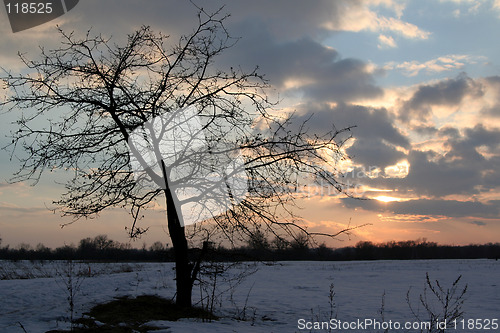 Image of Lonely tree in the sunset