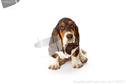 Image of Cute basset puppy