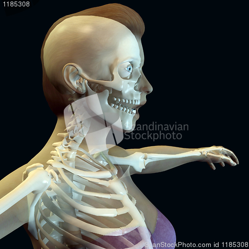 Image of woman body with skeleton 