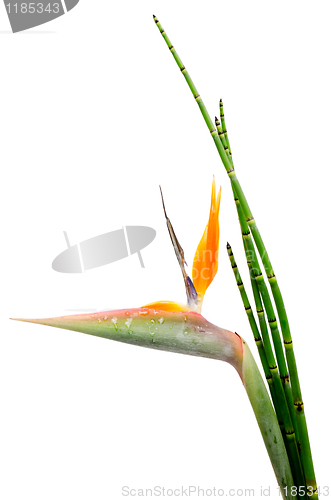 Image of Strelitzia Reginae and reed