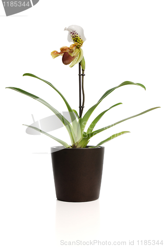 Image of Beautiful orchid (Paphiopedilum Maudiae) 