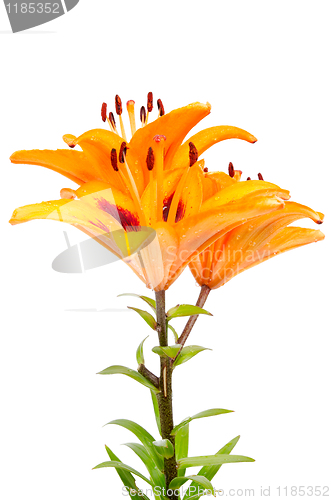 Image of Orange lilies