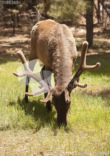 Image of Beautiful Elk with New Antlers Grazing