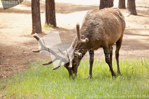 Image of Beautiful Elk with New Antlers Grazing