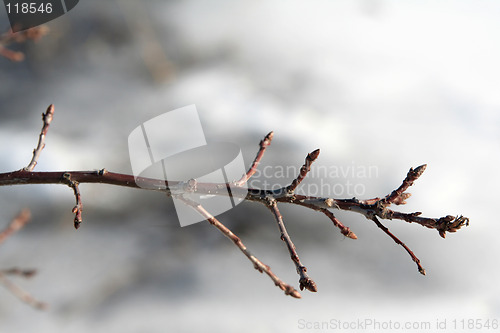 Image of Bare twig