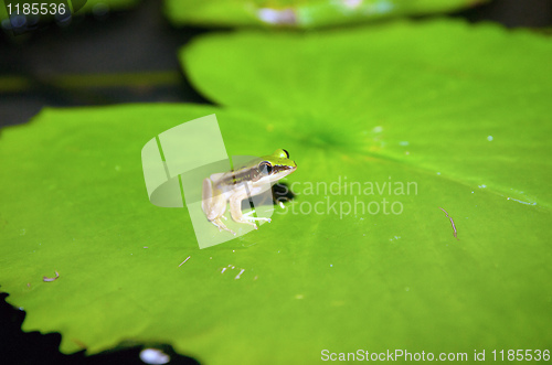 Image of grren frog on lilypad