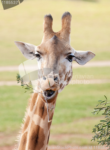 Image of african giraffe up close