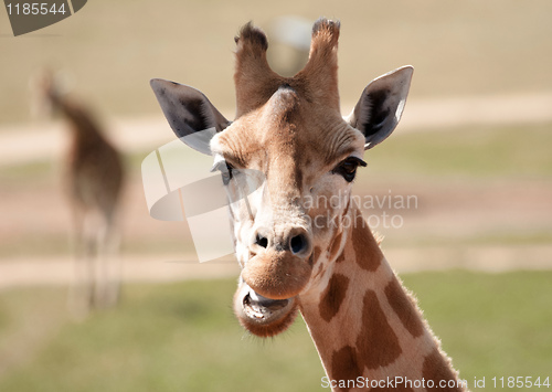 Image of african giraffe up close