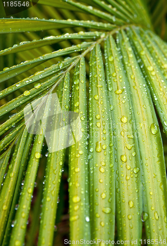 Image of green palm leaf with water drops