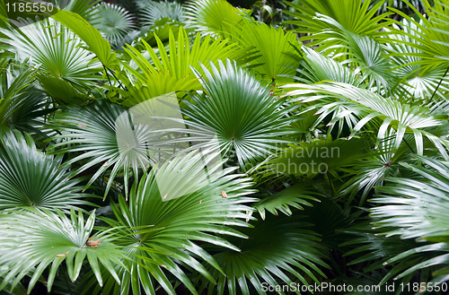 Image of tropical rainforest palm background