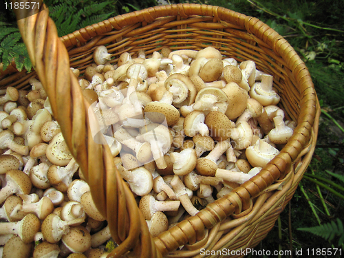 Image of eatable mushrooms in the big basket