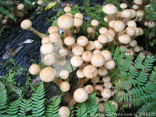 Image of honey mushrooms 