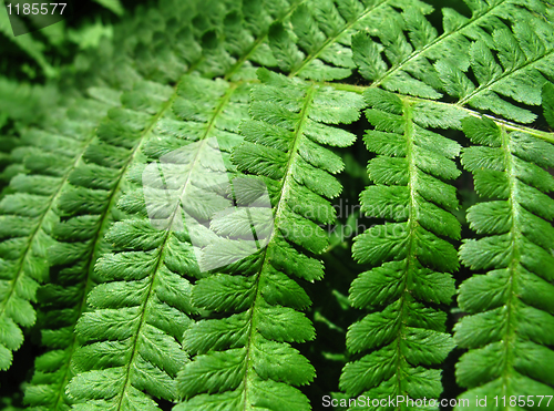Image of green fern leafs background