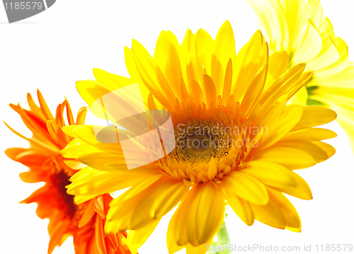 Image of closeup of gerber flowers