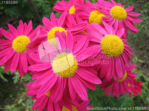 Image of pink flowers