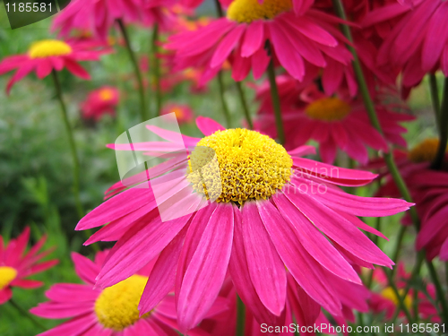 Image of beautiful pink flowers